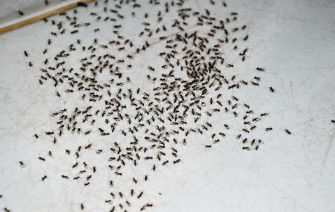 colony of ants on kitchen floor