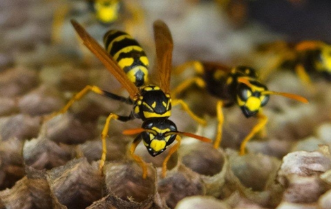 yellow jackets on a piece of their nest/hive