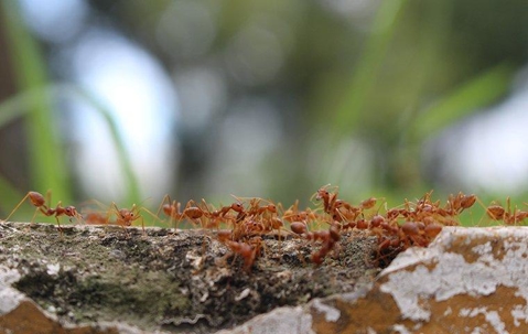 colony of fire ants