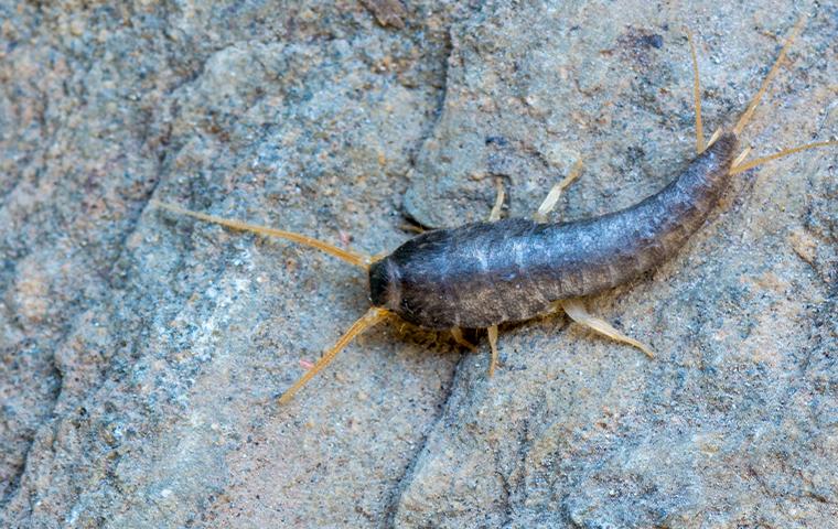 Silverfish