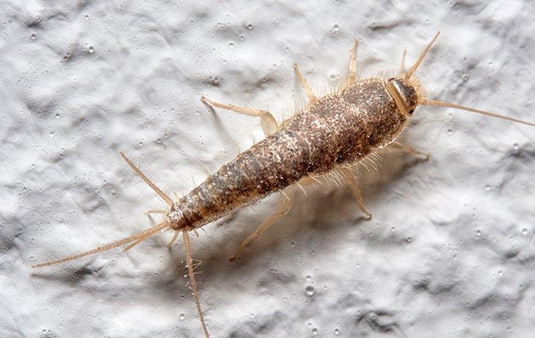 silverfish crawling