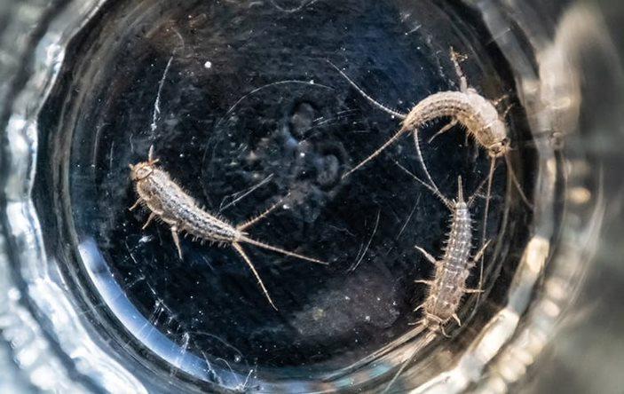 Silverfish crawling in a glass.