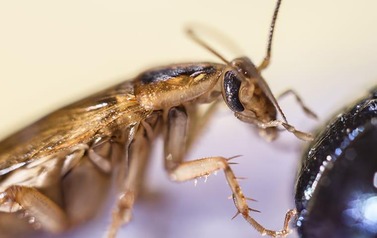 a cockroach crawling in a kitchen