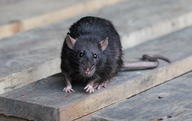 a roof rat sitting on a pallet of wood