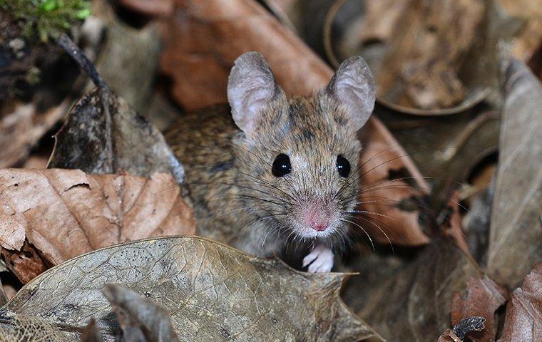 house mouse climbing in leaves