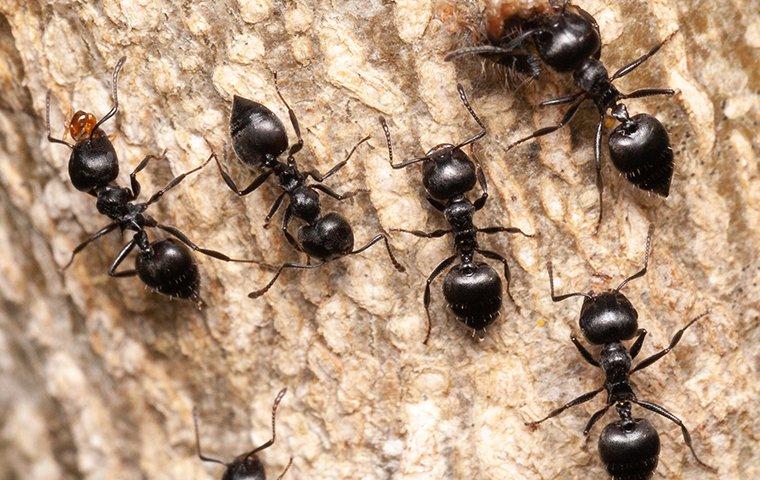 acrobat ants crawling on tree