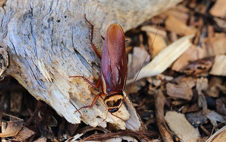 australian cockroach up close