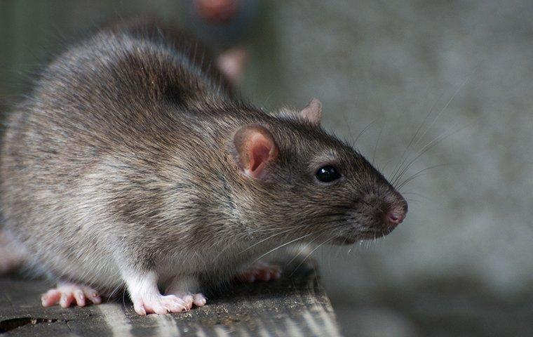 norway rats crawling in a garage