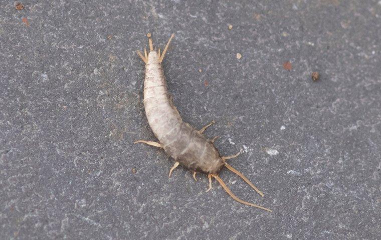 silverfish on bathroom sink