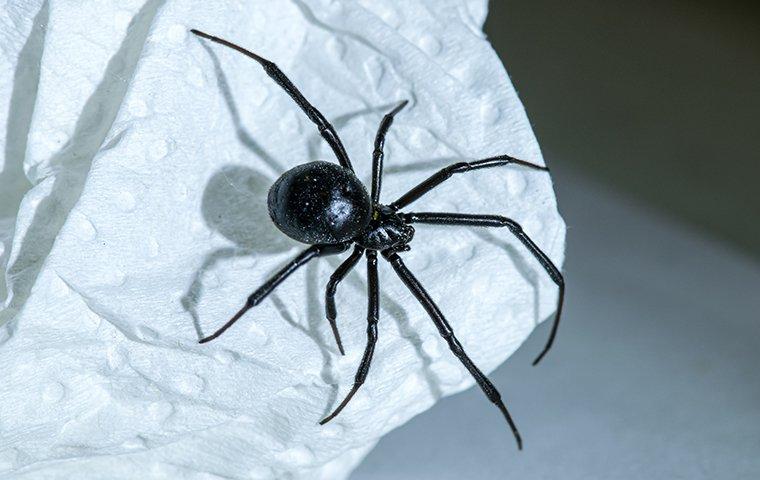 a black widow spider crawling in a home