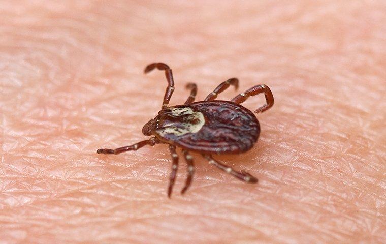 an american dog tick crawling on human skin