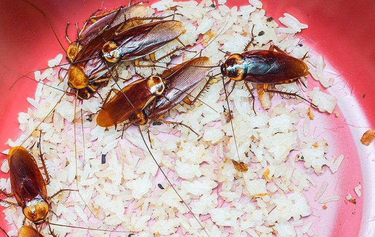 cockroaches in a bowl of food