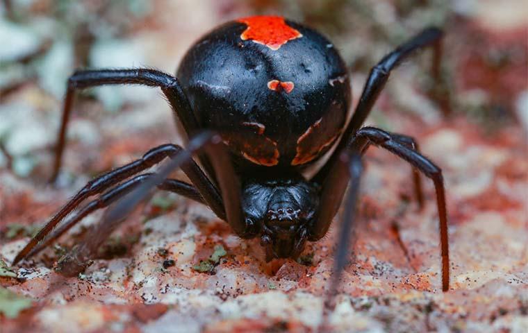 black widow spider up close