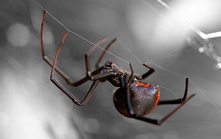 a black widow spider on its web at  night