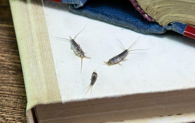 silverfish on books