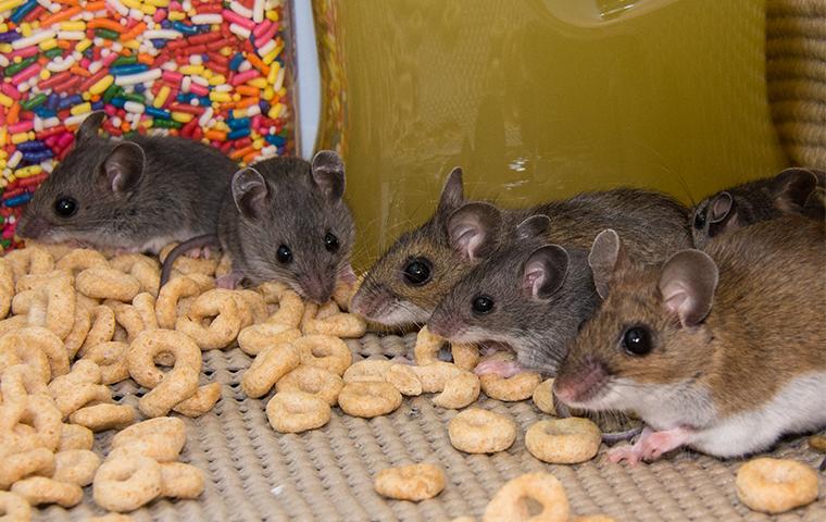 house mouse in pantry