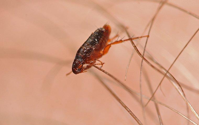 a flea on human skin