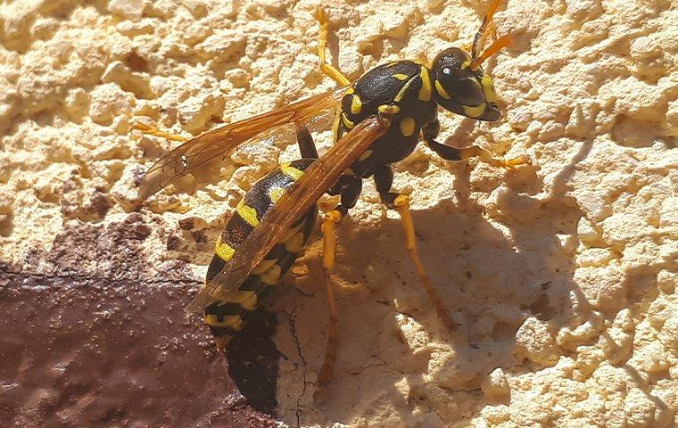 a paper wasp crawling on home siding