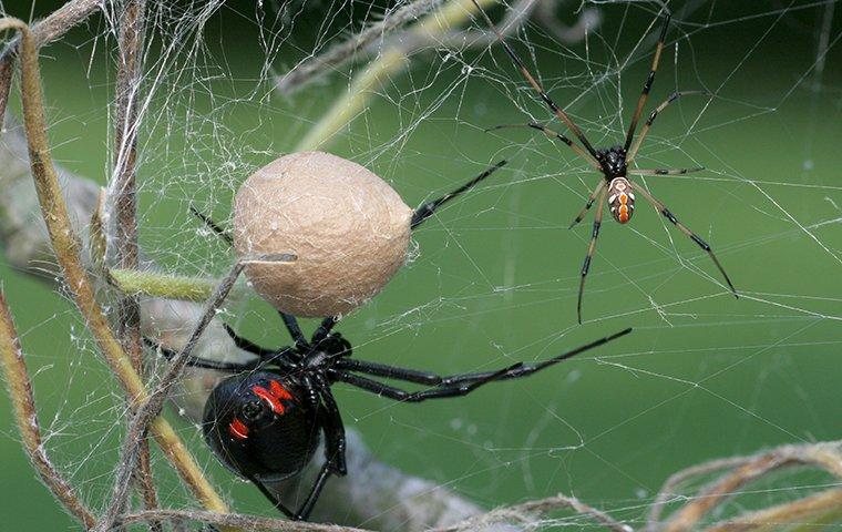 black widow male and female