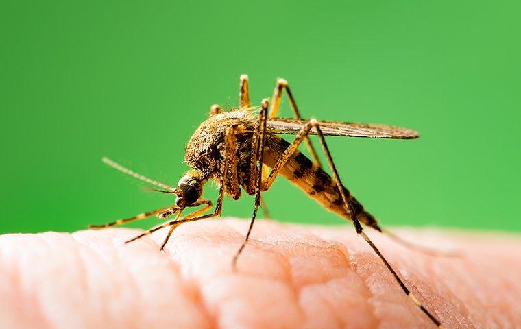 mosquito biting a hand