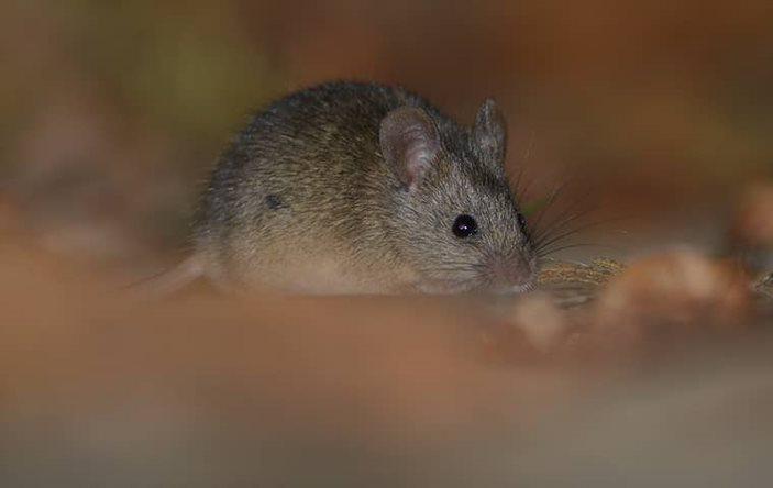 A house mouse in an attic.