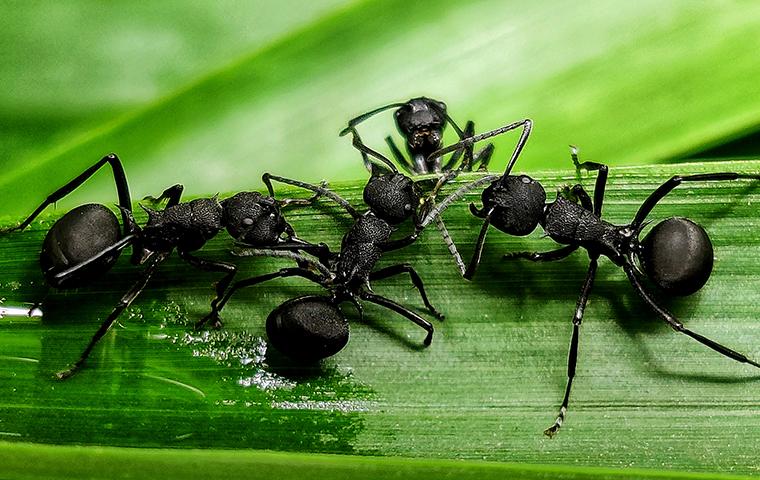 black ants on a blade of grass