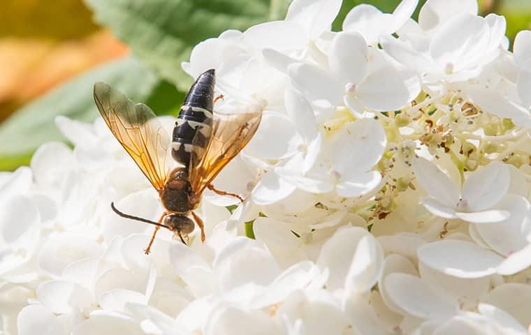 a wasp drinking nectar from a flower