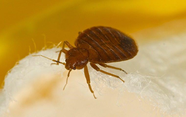 A bed bug on a mattress.