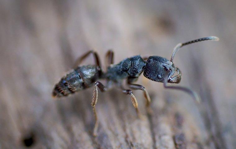 a carpenter ant crawling on wood decking