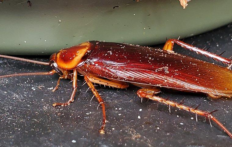 american cockroach on the ground