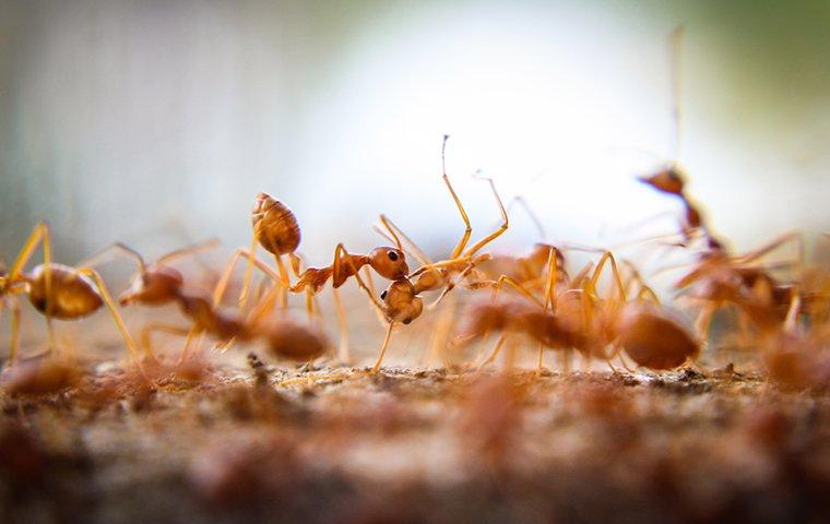 a cluster of fire ants on landscaping