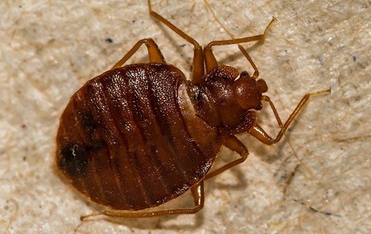 bed bug on carpet