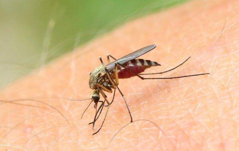 a mosquito biting and spreading disease on human skin