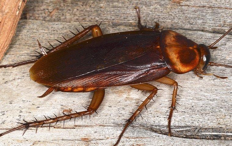 Cockroach crawling in a basement