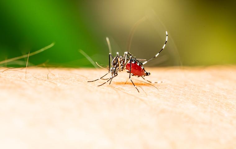 a mosquito biting a persons leg