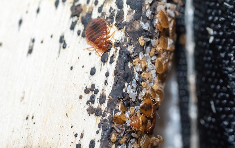 a bed bug infestation